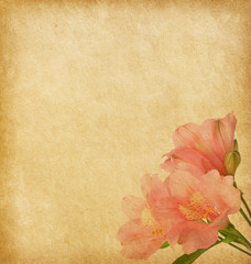 Old paper background with alstroemeria.