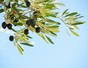 Olives on the tree against blue sky. Selective Focus.