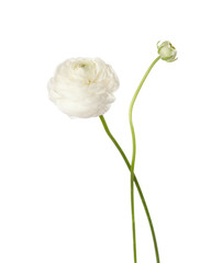 Fototapeta premium Ranunculus isolated on white.
