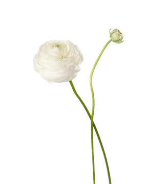 Fototapeta Ranunculus  isolated on white.