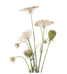 Obraz premium Bouquet of wildflowers (wild carrot) isolated on white.