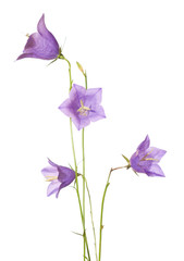 Bellflowers  isolated on white. Campanula rotundifolia