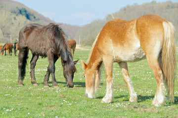 Naklejka na ściany i meble Beautiful horses graze together, Italy