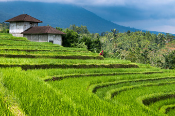 Green rice fields on Bali island, near Ubud - 63334215