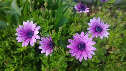 Fototapeta premium Daisies, flowers