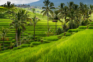 Fototapeta na wymiar Zielone pola ryżowe na wyspie Bali, w pobliżu Ubud