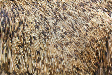 Emu bird feather