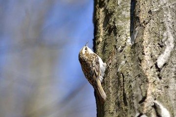 Eurasian Treecreeper (Certhia familiaris)