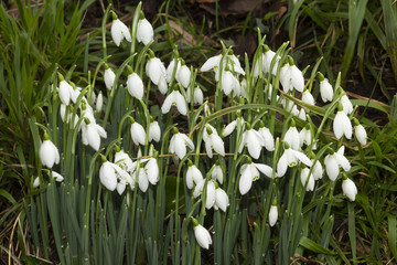 Snowdrops, Galanthus
