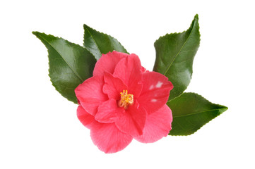 Fototapeta premium Red Camellia