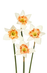 Daffodils
