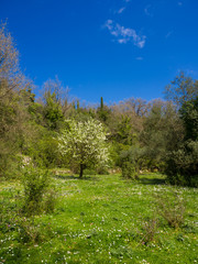 Meadow with olive trees in Lefkada