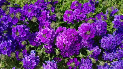 Obraz premium Purple flowers