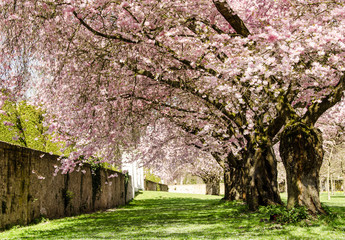 Schöner alter Park mit Japanischen Kirschblüten :)