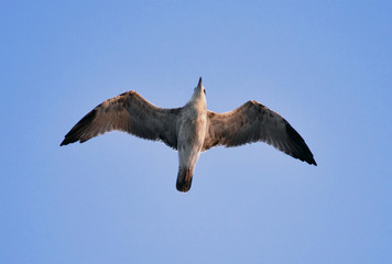 Gabbiano in volo visto da sotto