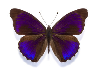 tropical butterfly Eunica alpais excelsa