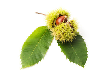 Chestnuts close-up