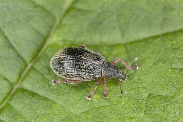 Small weevil on leaf