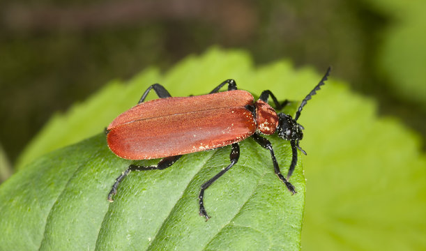 Black headed cardinal beetle, Pyrochroa coccinea on leaf