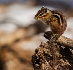High Perch Chipmunk