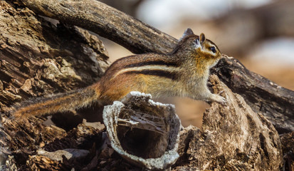 Chipmunk and old bone