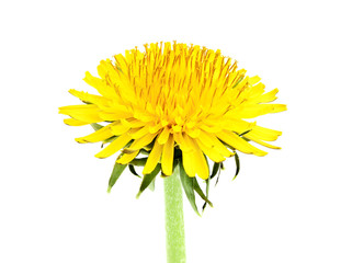 Yellow dandelion closeup.