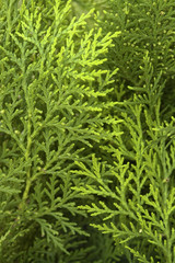 Pine Cypress
