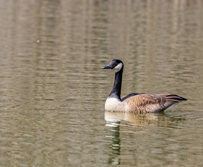 Canadian Goose