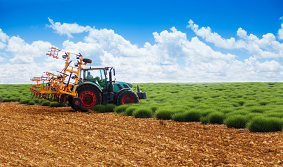 Fototapeta premium Tractor plowing lavender field