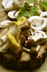 Fungi Fungus Pilze Funghi Mushrooms