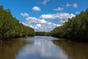 Fototapeta na wymiar Nature trails In Mangrove forest with blue sky