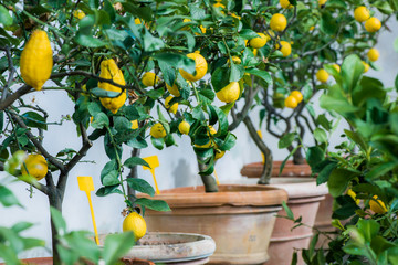 Lemon Tree Cultivation - 63343219