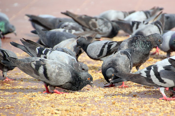 Fototapeta premium group of pigeon