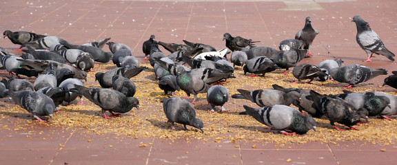 group of pigeon