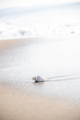 砂浜と貝がら

