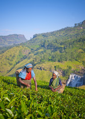 Fototapeta premium Sri Lankan Women Picking Tea Leaves