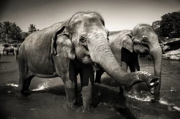 Foto op Aluminium Sri Lankan Elephants © Rawpixel.com