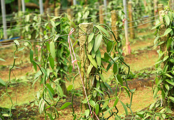 vanilla planifolia andrews plants grow in garden