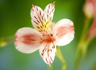 Fototapeta na wymiar Alstroemeria lily flower macro on green background