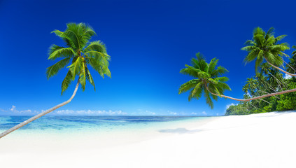 Fototapeta na wymiar Palm Trees on Tropical Beach