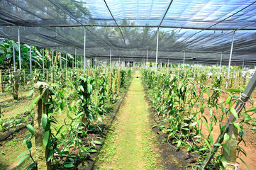 vanilla planifolia andrews plants grow in garden