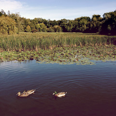 Ducks on pond