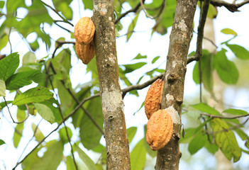 cacao fruits grow on tree