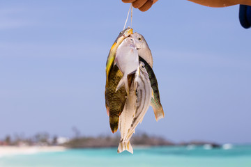 Fish catch