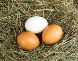 Eggs on hay, close up