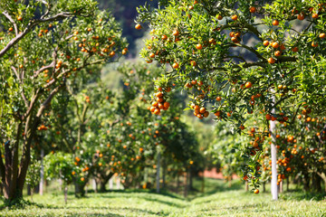 fresh orange on plant, orange tree