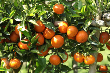 fresh orange on plant, orange tree