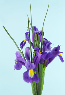 Beautiful irises, on blue background