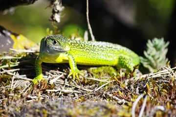 Lézard vert