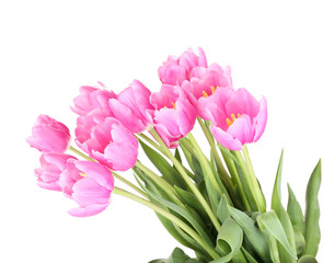 Beautiful pink tulips, isolated on white